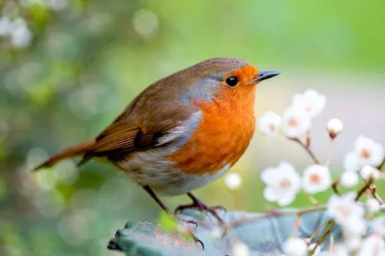 The Robin's Compass – How a 12 gram Bird Understands What the FCC Doesn't