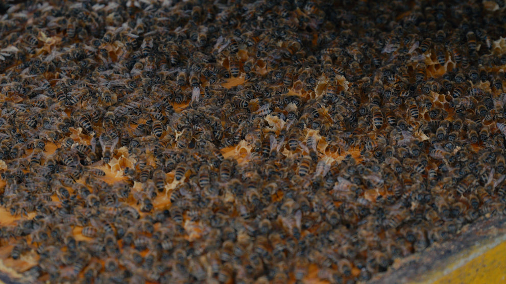 The Canary in the Coal Mine: What One Beekeeper's Results Are Telling Us About EMF