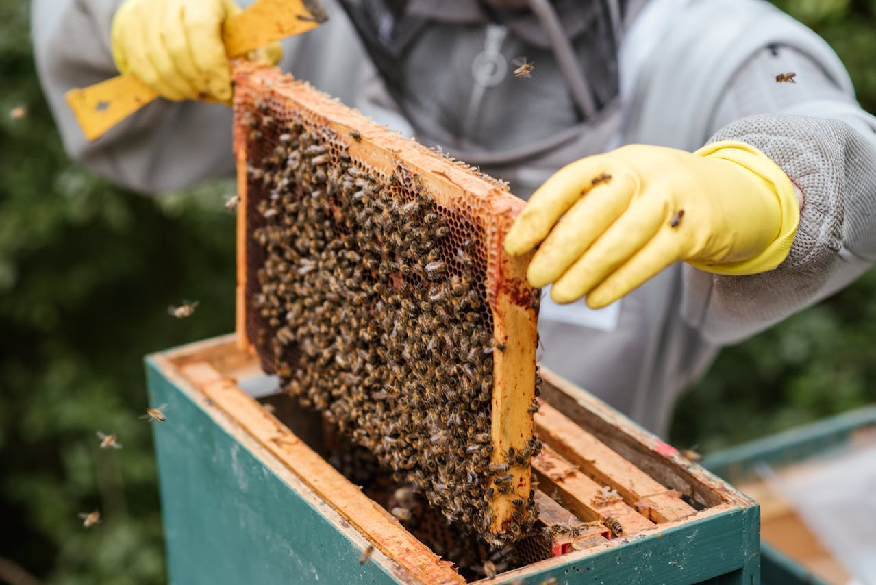 Beekeeper holding a frame