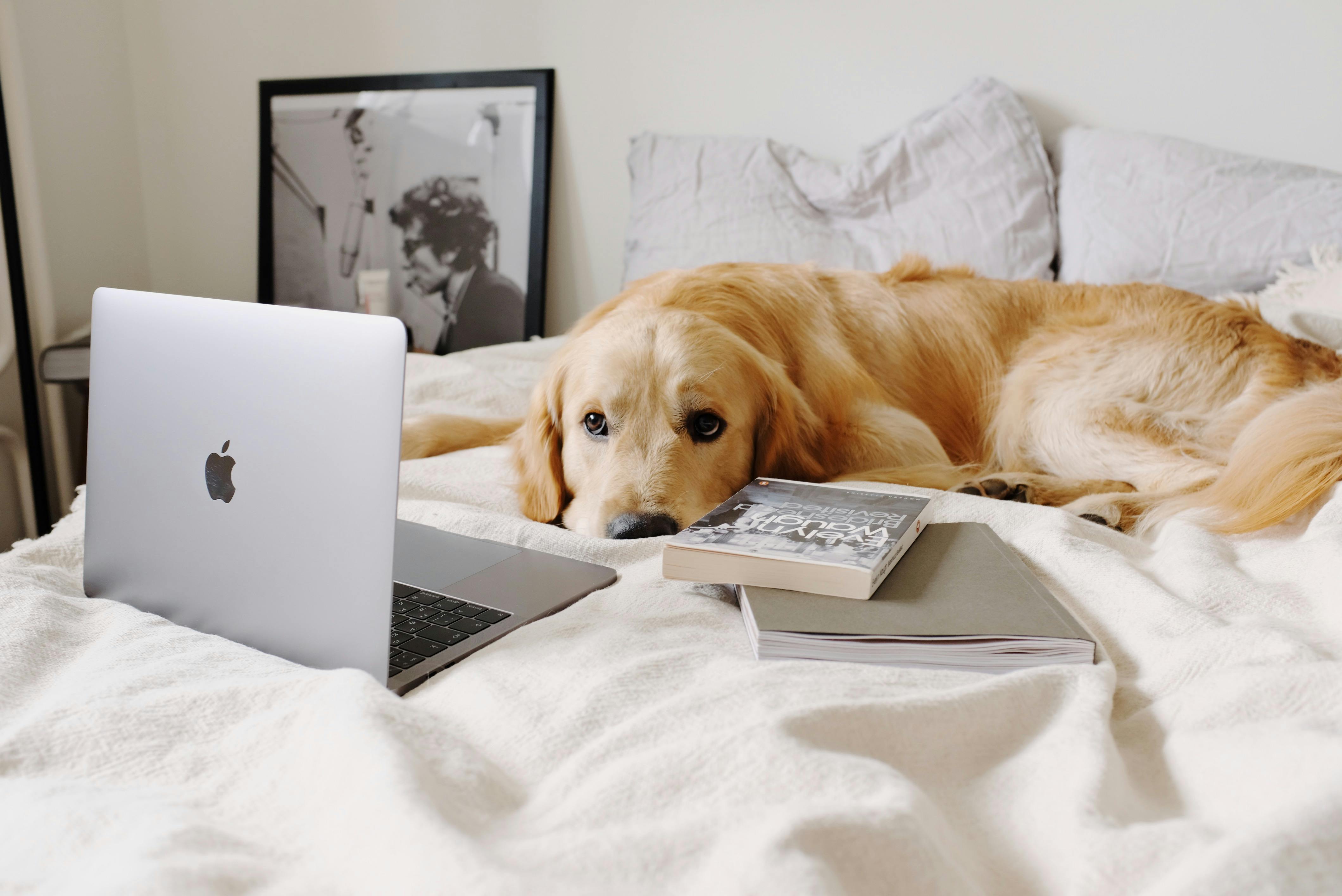 Dog laying in front of laptop