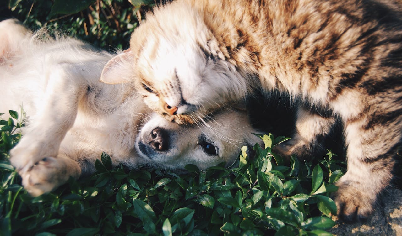 EMFs and pets